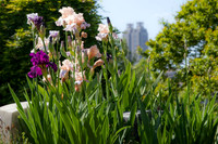 Atlanta Through Flowers
